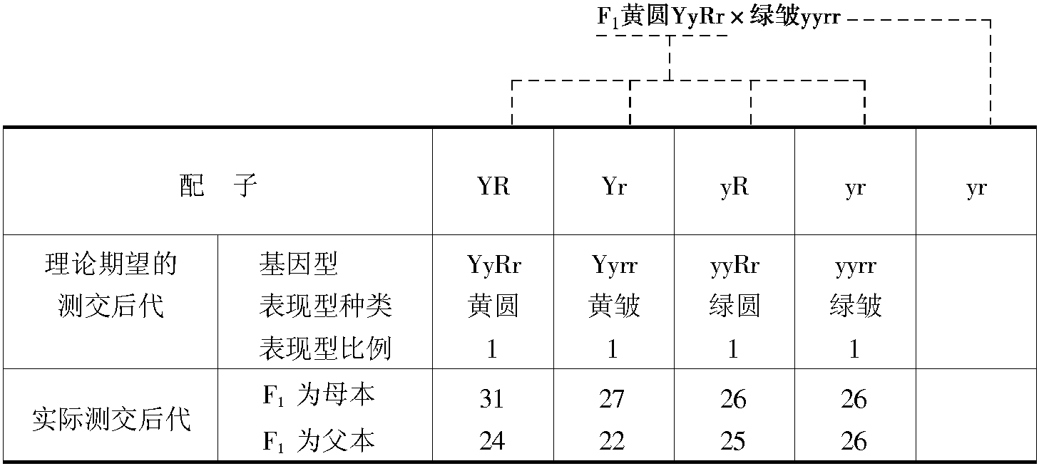 3.2 自由組合規(guī)律 (獨立分配規(guī)律)